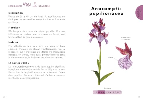 Le Petit Guide des orchidées : 70 variétés à choisir et entretenir - Plantes d'intérieur - Jardinage – vue 4