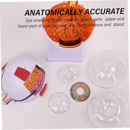 Modèle d'oeil agrandi 6X avec globe oculaire détachable pour démonstration - 4