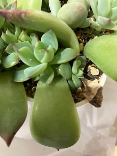 多肉植物 エケベリア 桃太郎」の人気商品一覧 | 安い商品を通販サイト