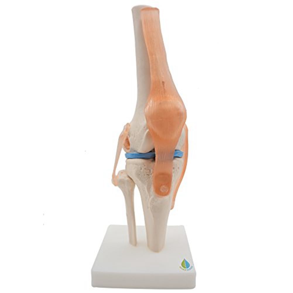 Modèle anatomique de squelette d'articulation du genou humain Modèle d'enseignement avec ligaments Taille réelle