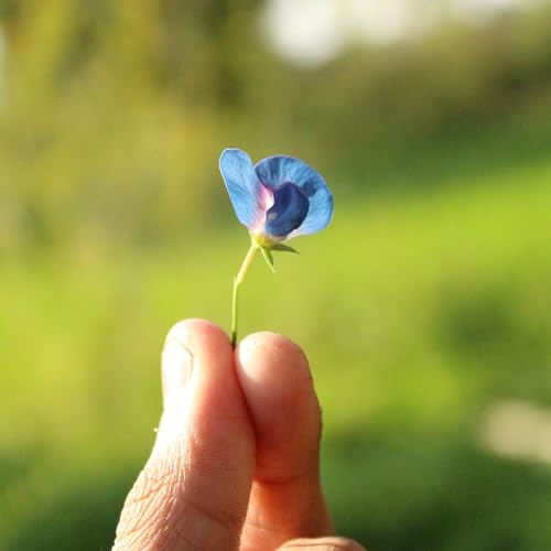 Couverture de Episodio IV: Una nueva esperanza