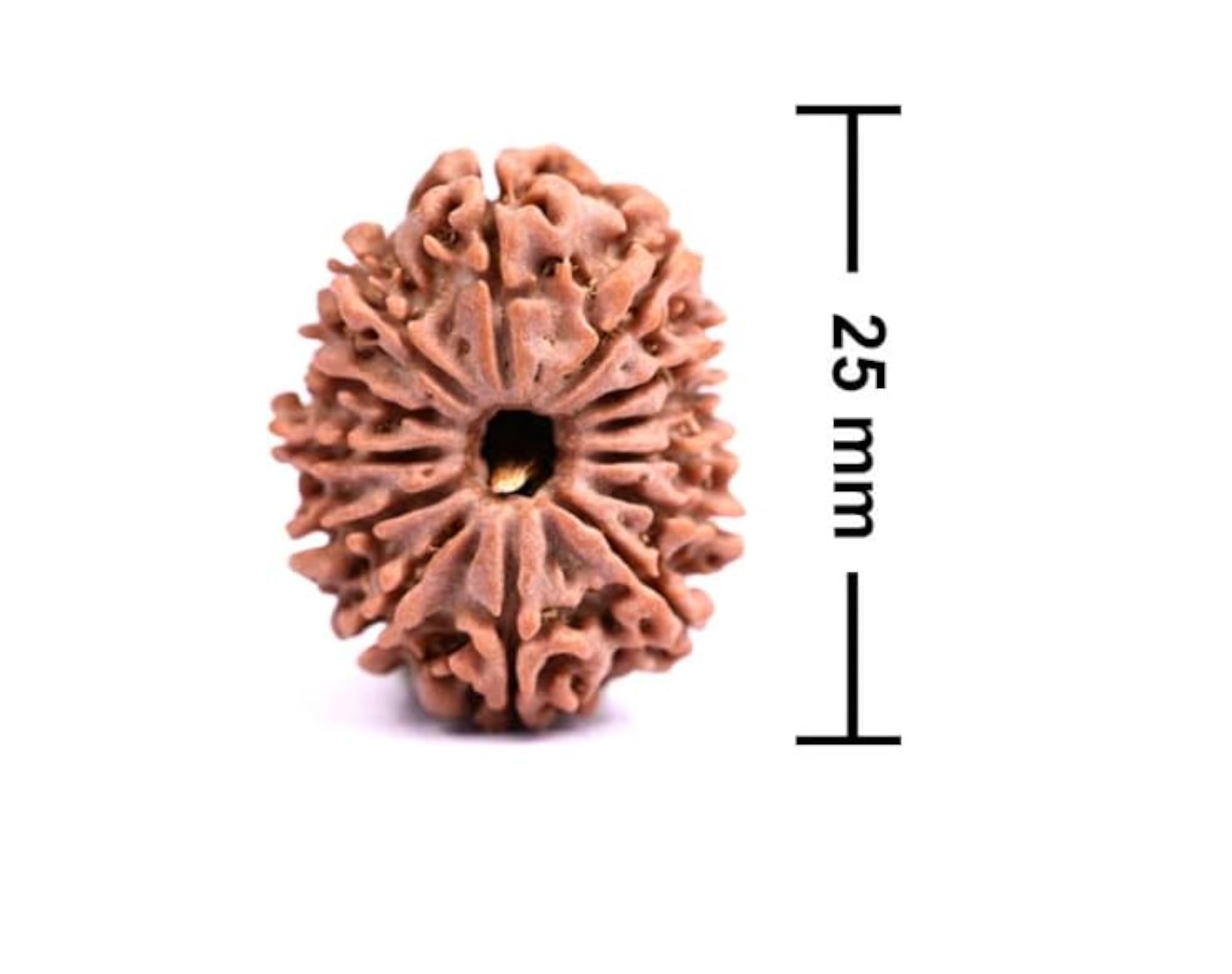 13 Mukhi Rudraksha Original Certified Brown Beads