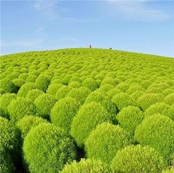 JIGNISHA SEEDS Kochia Grass Seeds for Borders Green Colour 30 Seeds Kitchen and Garden Seeds (B0D62F3Y9F) Amazon Price History, Amazon Price Tracker
