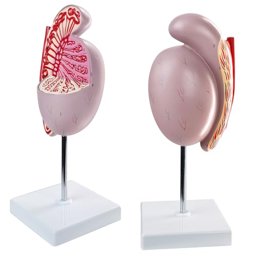 Image of Human Male Testicles Anatomical Model, 10X Life Size Male Testicle Anatomy Model with Numbered Labels and Base for Medical Science Education Study or Teaching
