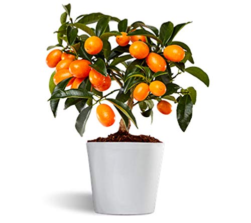 Nagami kumquat - Naranjo enano - Fruta comestible - Maceta cerámica de...