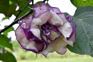 Black Currant Angels Trumpet Plant For Sale: Starter 4-Inch Pot with Large Purple/White Flowers