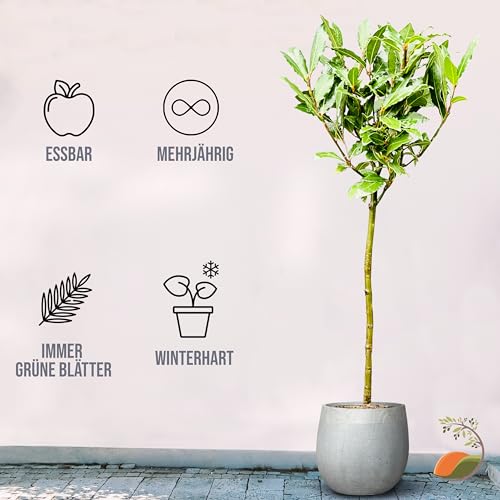 Lorbeer-Pflanze Tropictrees – Laurus nobilis – Echter Lorbeerbaum 100 cm