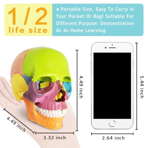 Newest 15 Parts Palm-Sized Anatomy Exploded Skull Model,Detachable Mini Human Color Medical Skull Model Dental ClinicTeaching Equipment,Medical Teaching Learning, Kids Learning Education, Skull Puzzle