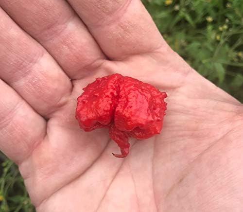Dragon's Breath Chile Pepper Premium Seed Packet Possibly Hottest in The World Dragon Dragons