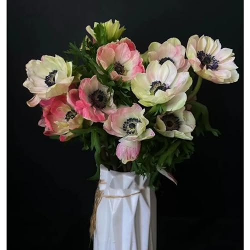 Anemonen Zwiebeln,Winterhart Mehrjährig,Staude,Frühlingsblüher,duftend,winterharte Blumenzwiebeln,blumenzwiebeln frühblüher winterhart(keine Samen,nicht künstlich)-5zwiebeln-A