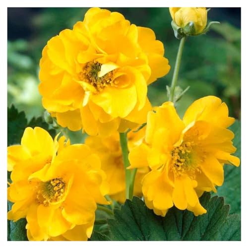 Stauden Gänge 1 x Geum chiloense 'Lady Stratheden/Goldball‘ (Winterhart/Stauden/Staude/Mehrjährig/Immergrün) Gelber Chilenische Nelkenwurz - Sonniger Charme mit endloser Blühfreude