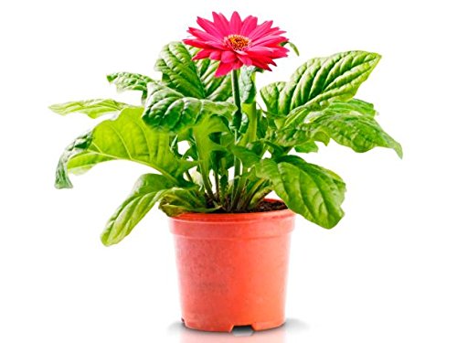 See full amazon price history chart for Shaikshavali Gerbera Daisy Live Plant with Pot (Pink) Shaikshavali Gerbera Daisy Live Plant with Pot (Pink) (B079Z2NVF8) Amazon Price History, Amazon Price Tracker