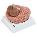 Axis Scientific Deluxe 8-Part Human Brain Model with Arteries | Shows Major Lobes and 41 Anatomical Features of the Human Brain | Includes Base and Detailed Full Color Product Manual | 3 Year Warranty