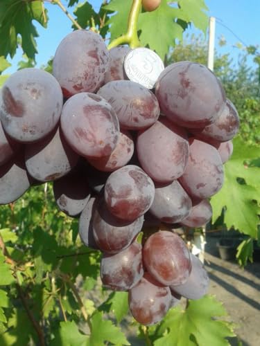 Tipo di prodotto: PLANT_SEED UVA DA TAVOLA VIOLA ATTILA,SENZA SEMI,RESISTENTE, GRANO CROCCANTE, PRECOCE,VASO 2 LITRI 40-50 CM
