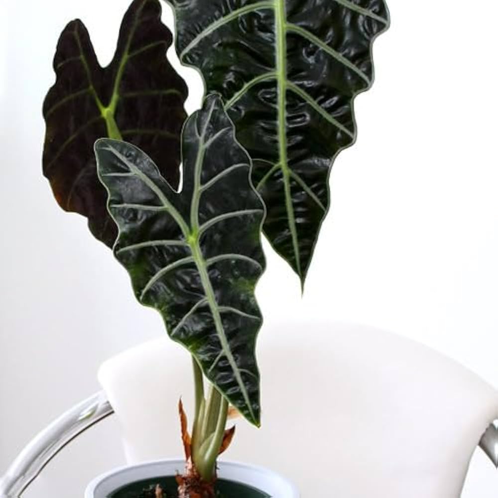Amazon｜【charm】（観葉植物）アロカシア アマゾニカ 6号（1