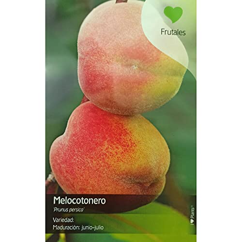 ÁRBOL FRUTAL MELOCOTONERO PRUNUS PERSICA M22 120CM Cover