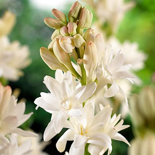 Audbhidhi tuberose Flower Bulbs For Home Gardening (pack of 3 bulbs) 3