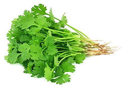 Image of Plantogallery Vegetable Seeds | Coriander Green | F1 Hybrid | Organic Seeds | For Pot & Home Garden seeds | pack of 1 pkt 50-100 Seeds each