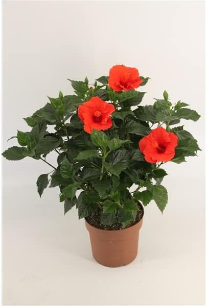 Hibiscus Plant Sunny Bordeaux - red Blooms - in 13 cm Pot