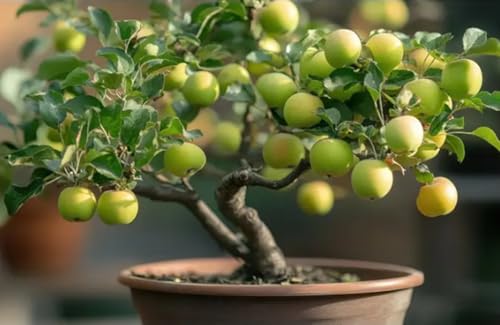 Crab Apple Bonsai Tree Seedling - 1 Year Old Well Rooted Seedling