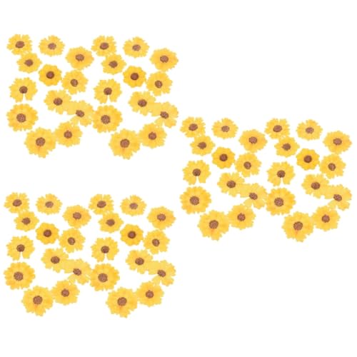 Flores secas prensadas Margarita 72 unidades para manualidades miniatura 1