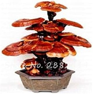 Generic RIC 19: 50pcs Multi varietà di pomodoro Seeds Facile Grow pomodoro Vegetable Seeds Casa Giardino Bonsai Pianta di pomodoro FAI da te 19: Only Seeds