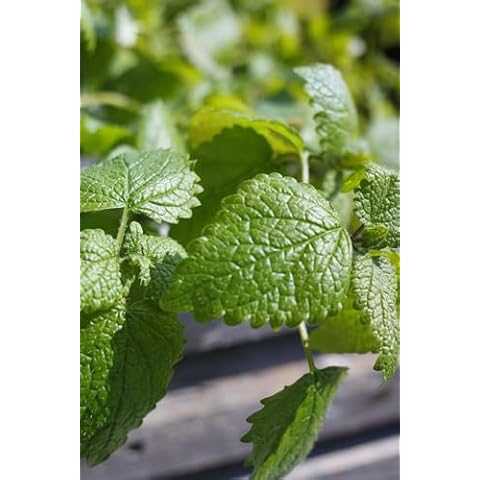 Lemon Mint Seeds - Monarda citriodora - 2K Seeds, 1 Gram - B65 Cover