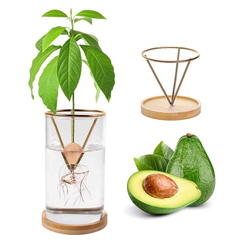 Kit de germination de plantes, kit de culture d'avocat, vase de culture d'avocat, base en bois, vase de démarrage de graines d'avocat, pot de fleurs en verre, facile à germer, décoration de table