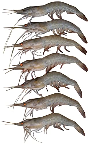 Fresh Farmed Prawns Small - 500 g Approx. - Whole Cleaned
