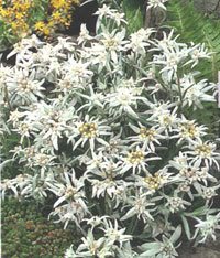 50 Edelweiss Leontopodium Alpinum White Flower Seedscomb S/H #TOP6