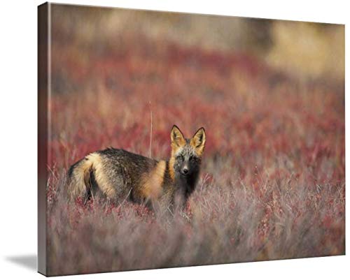 Imagekind Canvas Wall Art Print entitled Cross Fox Standing Amongst Blueberry Bushes, Denal by Design Pics | 32 x 21