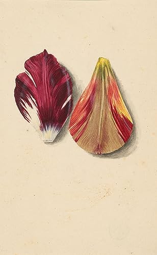 Affiche Deux feuilles de tulipe Maria Sibylla Merian décoration murale 60x90cm