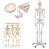 Sport-Tec Skelett inkl. Stativ und Lehrtafel das menschliche Skelett