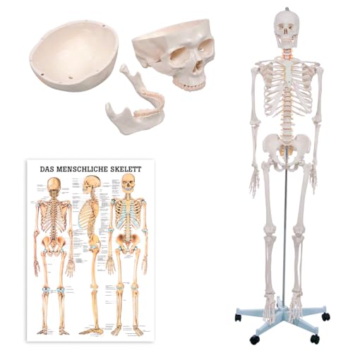 Sport-Tec Skelett inkl. Stativ und Lehrtafel das menschliche Skelett