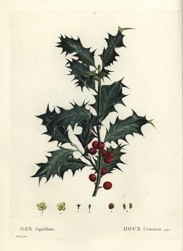 Tableaux peinture houx commun Ilex Aquifolium toile d'art 60x90