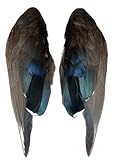 Complete Duck Wings per Pair (#1 Grade Wood Duck Wings)