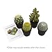 Altman Plants, Assorted Cactus Plants Live Plants (4 Pack), Live Cactus Plant Live Succulents Plants Live Houseplants, Cacti Live Indoor Plants Succulent Plants House Plants in Cactus Soil Potting Mix