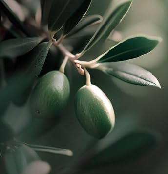 Olea europaea Olive Tree Tree Seeds, White Flowers typically borne in Clusters and Have a Sweet Fragrance, Seeds by MySeeds.Co, You Choose The Amount 1 oz