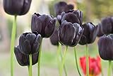 5 Queen of The Night Tulip Bulbs for Planting - Easy to Grow - Grow Rare Black Tulips - Made in USA,...