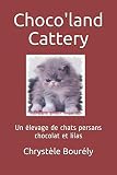 Choco'land Cattery: Un élevage de chats persans chocolat et lilas
