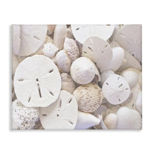 Stupell Industries 'White Mixed Sand Dollar Shells'| Canvas Art
