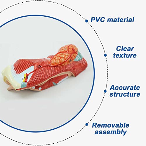 Modèle anatomique larynx AMITD pour enseignement et docteurs - 6