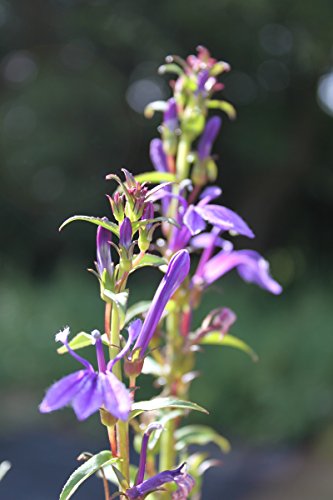 2er-Set - winterhart! - Lobelia sessilifolia - blaue Lobelie -...