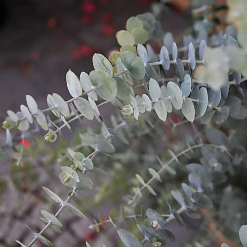 Park Seed Grow Your Own Eucalyptus Seeds Plant, Perfect for Indoor Growing and Spring Garden, Baby Blue Bouquet, Pack of 25