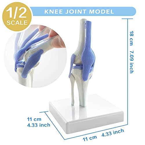 Image of EVOTECH SCIENTIFIC Mini Shoulder Knee Hip Elbow Joint Model Set, 1 /2 Life Size Human Joint Anatomy Replica Set of Shoulder Knee Hip & Elbow Joints for Medical Education Study Clinic Demonstration Tool