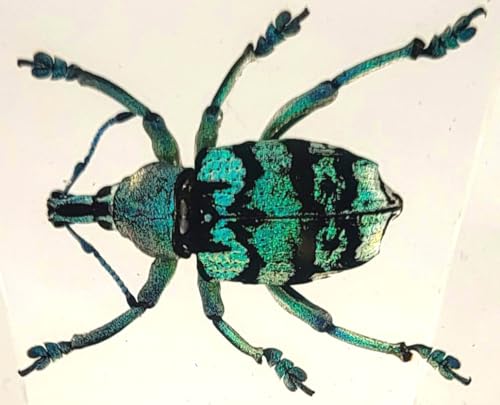 Image of 2.3 inch Real Eupholus Chevrolati Teal Weevil Beetle in Crystal Clear Lucite Resin Specimen Preserved Insect Bugs Taxidermy Collection for Biology Science Education & Desk Ornament Display Supplies