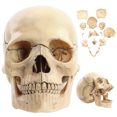 Modèle de crâne humain 1:2 en 15 parties détachables pour l'étude de l'anatomie