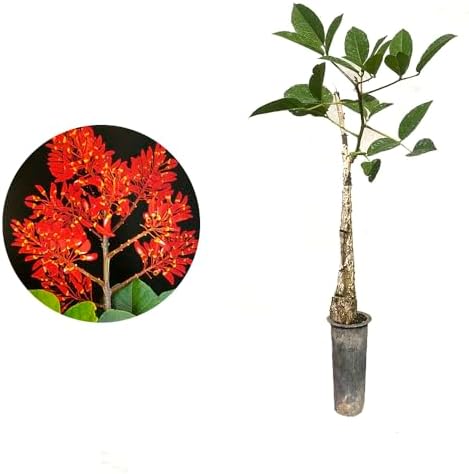 Muda de mulungu (Erythrina velutina) 20 a 40cm – planta ornamenta...