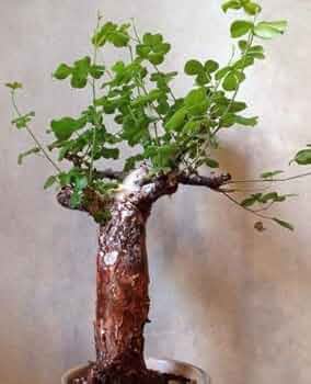 41K6hFYgERL._AC_UF350,