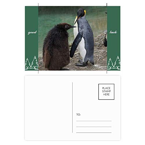 Cartes postales Antarctique pour correspondance et décoration créative nature